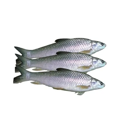 Best Bata Fish in delivery in patna, chickenwala